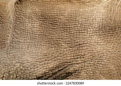 1,523 Rhino Skin Pattern Images, Stock Photos & Vectors | Shutterstock