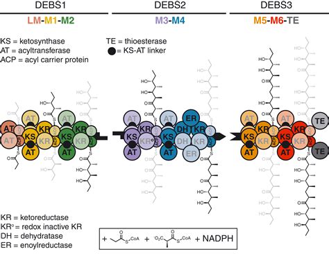 Mapping the catalytic conformations of an assembly-line polyketide ...