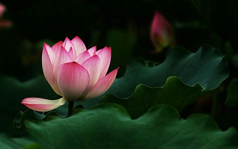 Ultra Hd Lotus Flower Hd Wallpaper - Best Cars Wallpaper