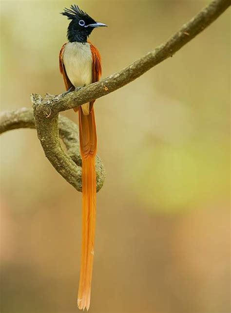 Indian paradise flycatcher | Birds of India | Bird World