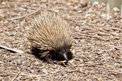 An echidna with spines stock photo. Image of eggs, face - 115270200