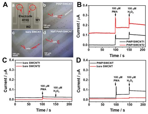 Biosensors | Special Issue : Electrochemical Biosensors for Biomedical ...