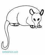 Opossum Coloring Pages Printable sketch template