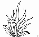 Printable Grass Coloring Pages Free For Kids And Adults sketch template