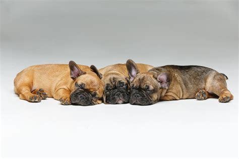 Cute French Bulldog Puppies Sleeping Stock Image - Image of sitting ...