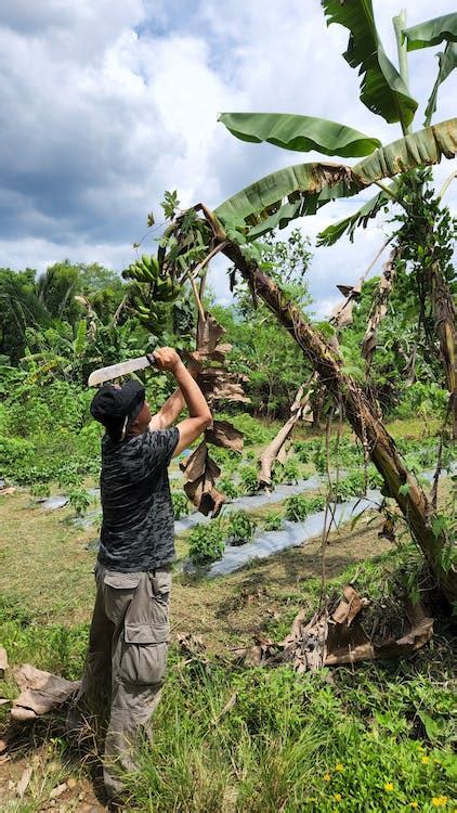 Man Harvesting Bananas · Free Stock Photo