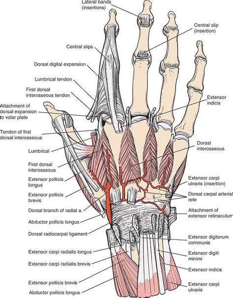 The Wrist and Hand | Musculoskeletal Key