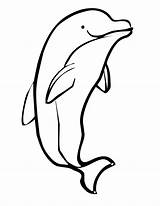 Dolphin Coloring Pages sketch template
