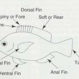 1: Fiji and Kadavu Map | Download Scientific Diagram