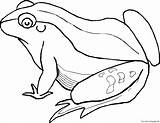 Print Out Big Frog coloring Pages  Free Kids Coloring PageFree sketch template