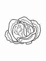 Cabbage Coloring Pages For Kids sketch template