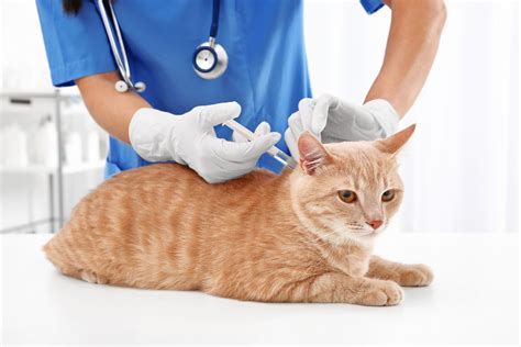 What vaccines does my cat really need? - Vet Help Direct