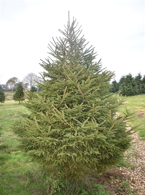 Norway Spruce - Digby Farm