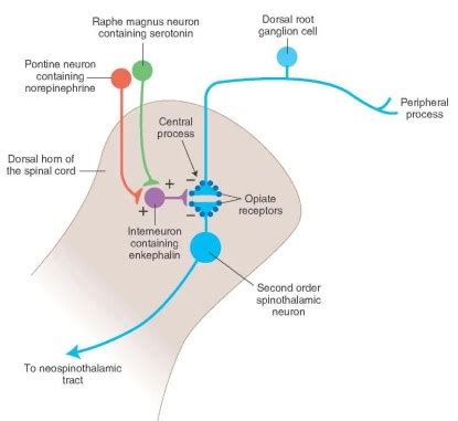 Pain Modulation Pathway Mechanisms in El Paso, TX | EP Wellness ...