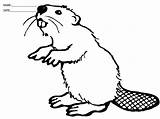Beaver Coloring Sheet sketch template