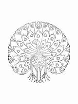 Peacock coloring Page sketch template
