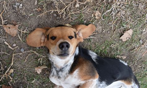 Blue Tick Beagle - The Unique Hound Dog! » Jacobson Kennel