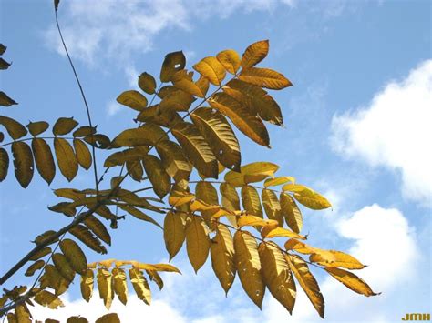 Yellowwood | The Morton Arboretum