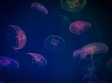 Jellyfish Digital Art Wallpaper,HD Animals Wallpapers,4k Wallpapers,Images,Backgrounds,Photos ...