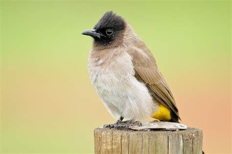 Common Bulbul (Pycnonotus barbatus) Bloemfontein, South Africa Swarovski STM80, TLS800 Canon 7D