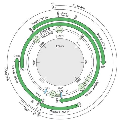 Hepatitis B Virus- Structure, Symptoms, Diagnosis, Treatment + more