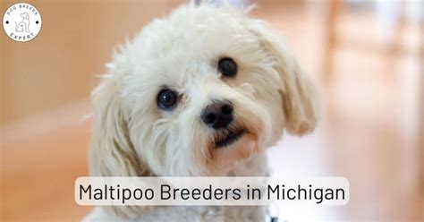 Maltipoo Breeders in Michigan [2024] | List of 6 Local Breeders