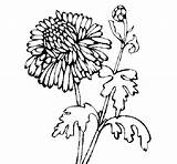 Zinnia Coloring Pages  For Fun sketch template