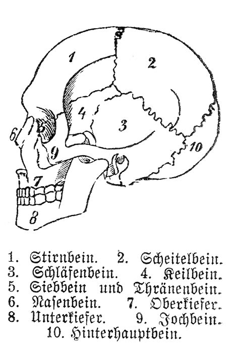 File:Human skull with german legend.jpg - Wikimedia Commons