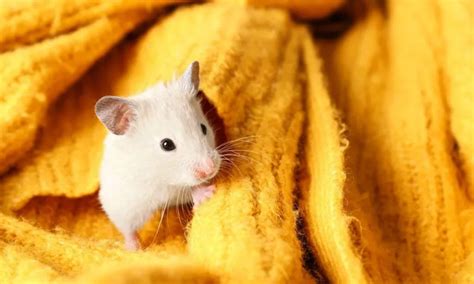 Explore the best Dwarf Hamster Breeds — Your Complete Guide - Tuntunu - Medium