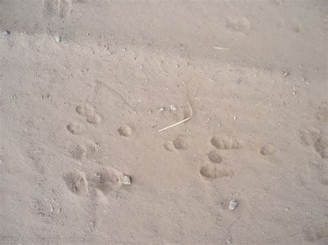 Desert Cottontail Rabbit tracks | Project Noah