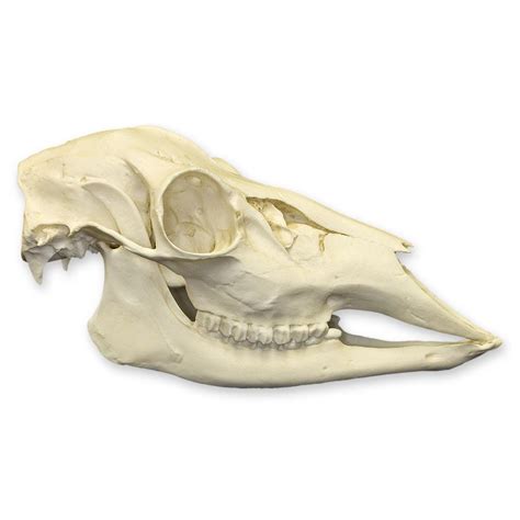 Replica Whitetail Deer Skull For Salein – Skulls Unlimited International, Inc.