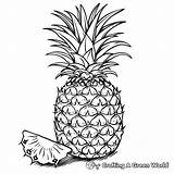Pineapple Coloring Pages  Free & Printable sketch template