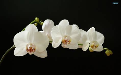 White Orchid Wallpaper (60+ images)