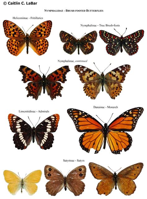 Northwest Butterflies: Naming Lepidoptera | Types of butterflies, Beautiful butterfly ...