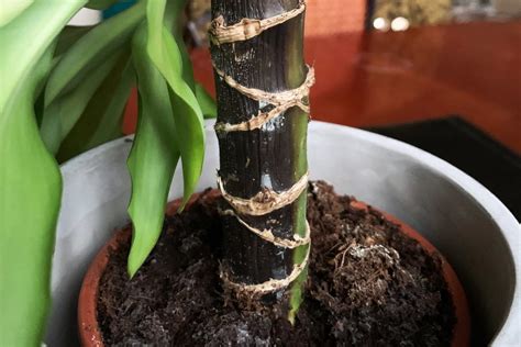 Root rot: How to spot it and fix it | Patch Plants