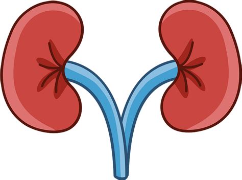 Kidney clipart. Free download transparent .PNG | Creazilla