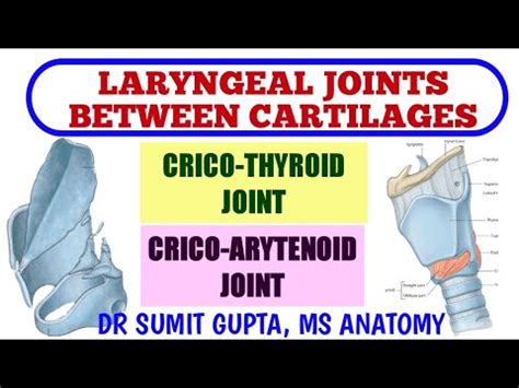 LARYNGEAL JOINTS | Cricothyroid Joint | Cricoarytenoid Joint | - YouTube