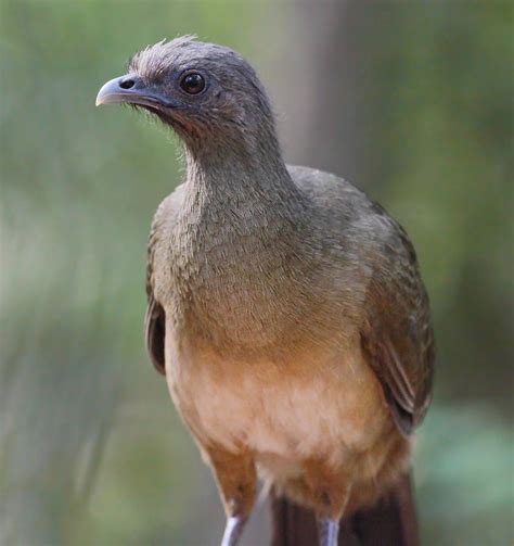 Chachalaca Photograph by Melinda Fawver