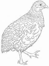 Baby Quail Coloring Page  Free Printable Pages For Kids sketch template
