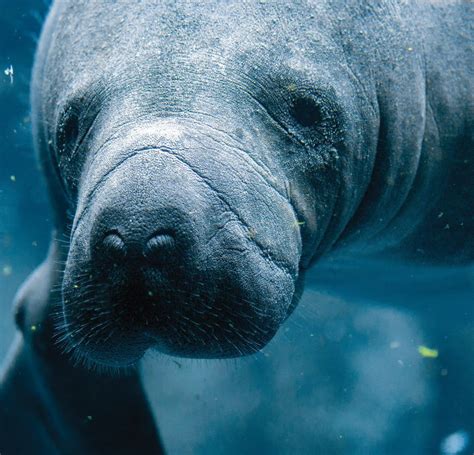 Florida manatee. Look at those eyes! | Manatee facts, Manatee, Manatee florida