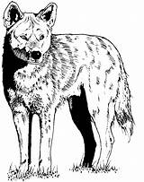 Free Coyote Coloring Page sketch template
