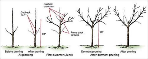 Peach Tree Pruning and Malabar Farms | Pruning peach trees, Tree pruning, Peach trees