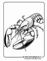 12 Lobster Coloring Pages  Free Printable 🦞 Animal sketch template