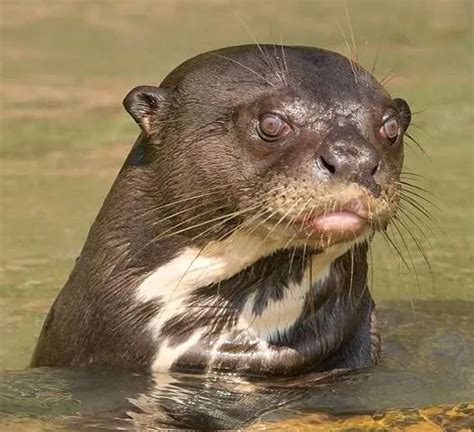 Giant River Otter of the Bolivian Amazon Jungle