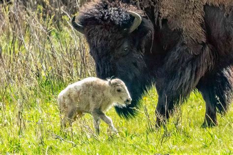 Birth of Rare White Buffalo in Wyo. Fulfills Lakota Prophecy