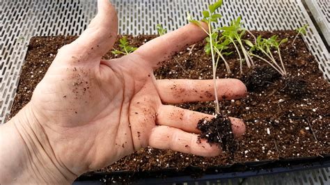 How To Successfully Deal With Leggy Tomato Seedlings - YouTube