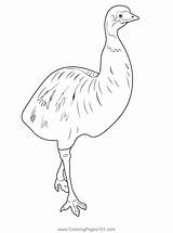 Cute Emu Close Up Coloring Page For Kids  Free Emus Printable sketch template