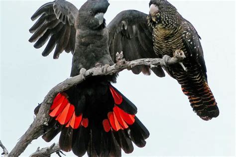 Red-Tailed Black Cockatoo Care Sheet | Birds Coo