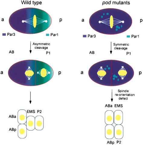 The anaphase-promoting complex: it's not just for mitosis any more