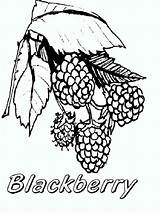 Blackberry coloring pages Download And Print sketch template